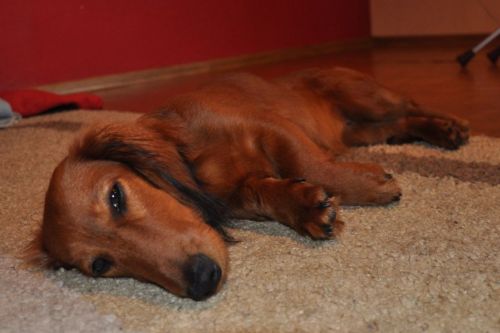 Zdj�cia jamnika d�ugow�osego - NA’ILA